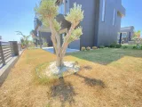 Seferihisar Sakız Ağacı'nda Denize Sıfır, Modern Tasarımlı Satılık 3+1 Müstakil Villa