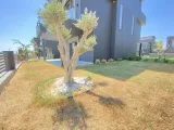 Seferihisar Sakız Ağacı'nda Denize Sıfır, Modern Tasarımlı Satılık 3+1 Müstakil Villa