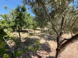 Seferihisar Cumhuriyet'te Denize 650M, 4+1 Geniş Bahçeli Lüks Satılık Villa!